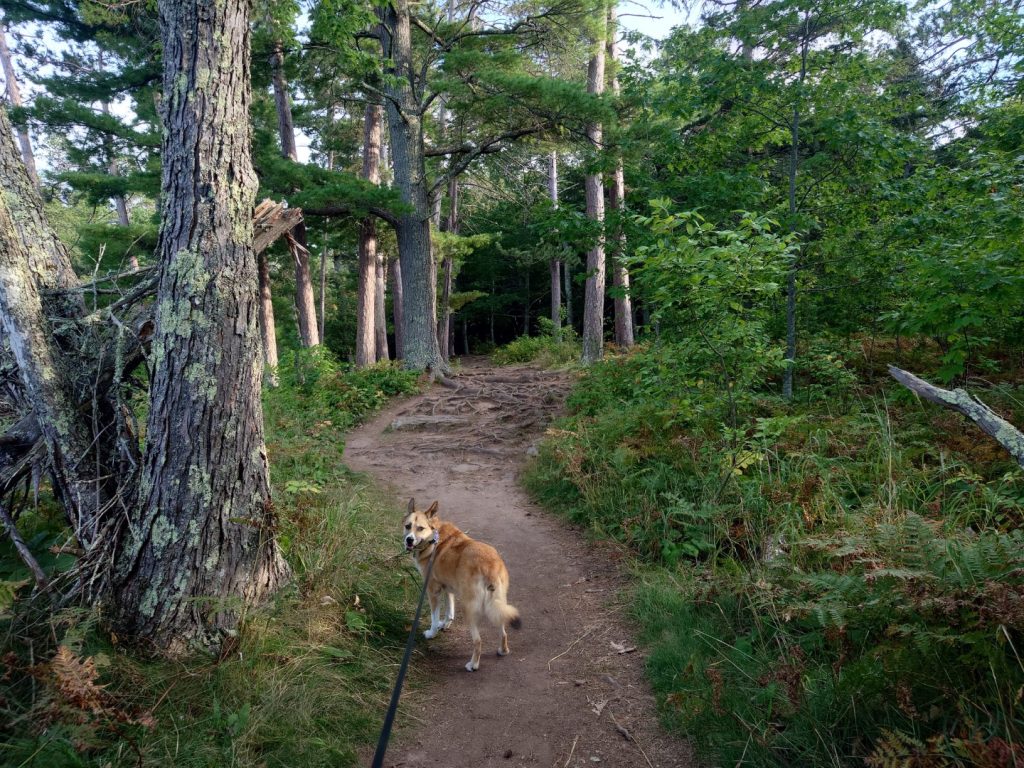 brown dog on long leash, looking back on a trail with trees and greenery