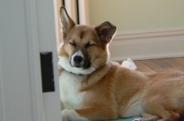 brown dog with lazy ear