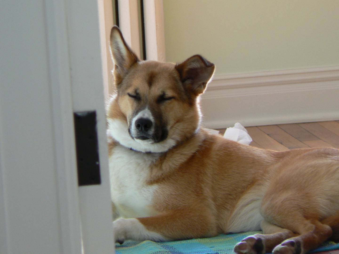 brown dog with lazy ear