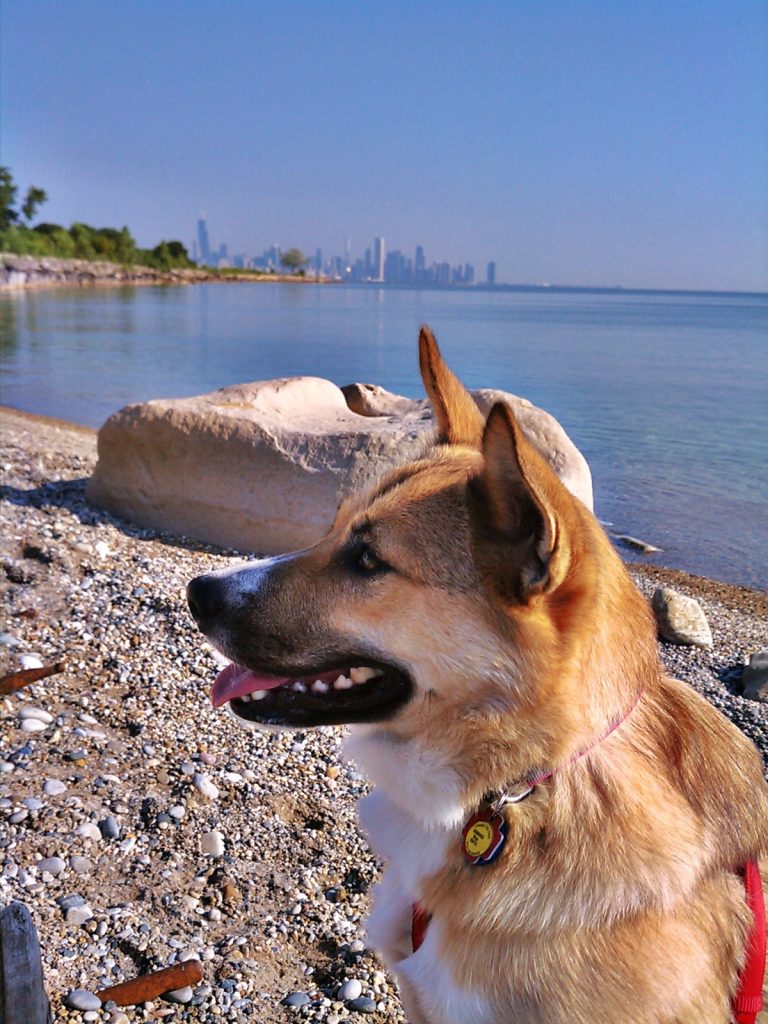 brown dog in front of Chicago skyline