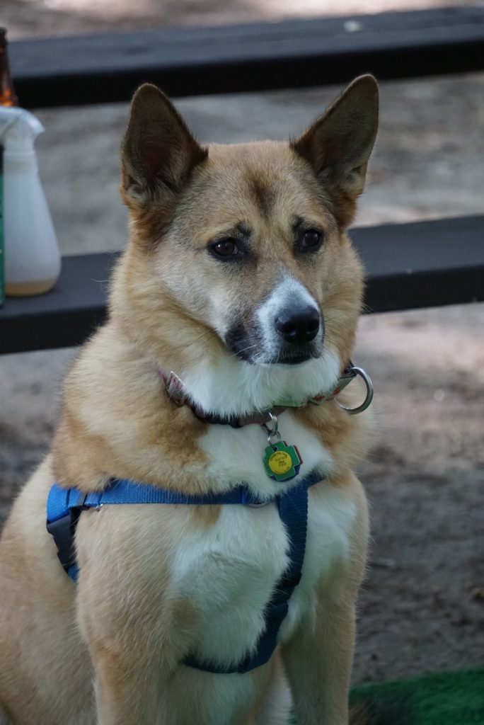 brown dog with alert ears siting by picnic table