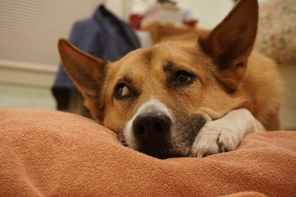 brown dog looking up with "side eye"