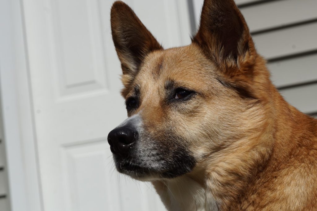 brown dog, ears up, serious look.