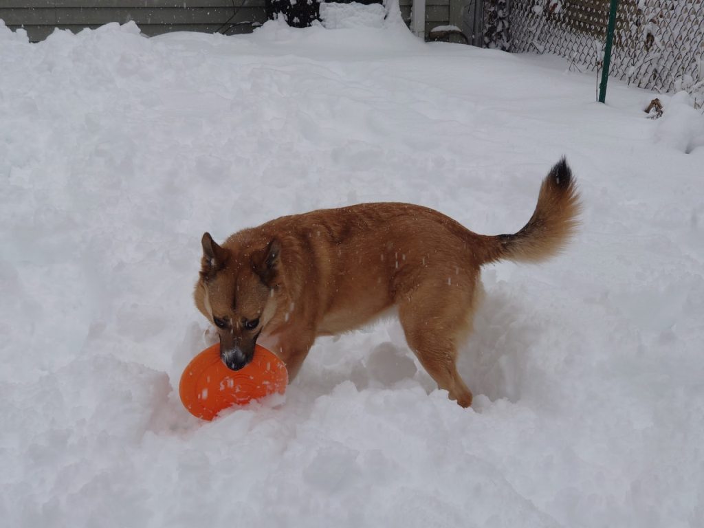 brown dog with orange Frisbee in deep snow