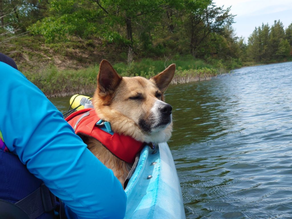 brown dog resting head on edge of blue kayak. she has red safety vest