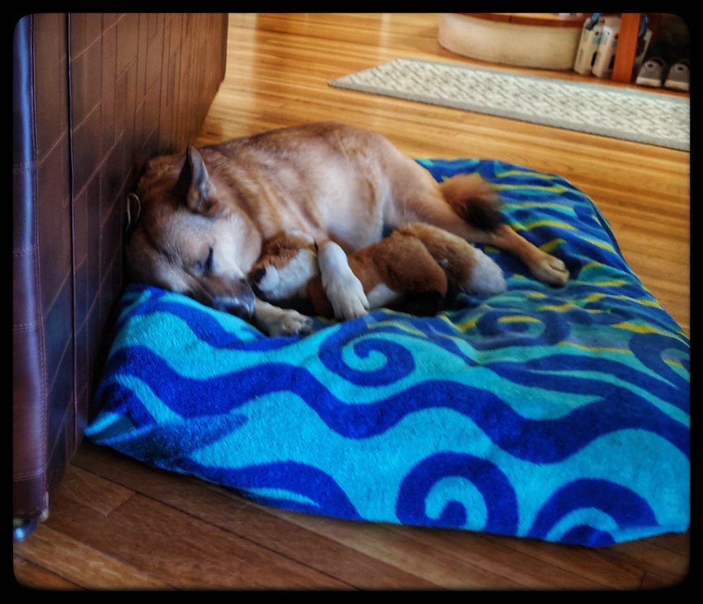 brown dog sleeping with fox stuffed animal
