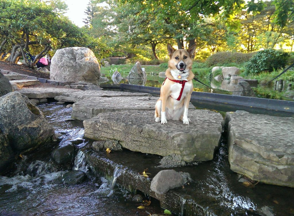 brown dog with red harness siting on big rock by water